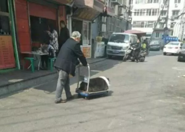 狗狗陪伴主人一輩子,如今年老走路不便,主人做法令人感動