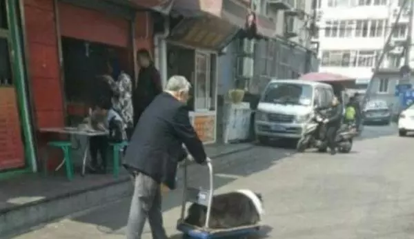 狗狗陪伴主人一輩子,如今年老走路不便,主人做法令人感動