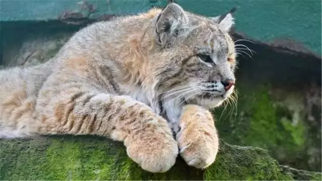 猞猁被飼養員做絕育後,整日生無可戀靠吃喝消愁,體重飆升成為大橘貓!