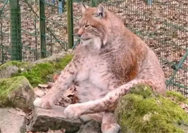 猞猁被飼養員做絕育後,整日生無可戀靠吃喝消愁,體重飆升成為大橘貓!