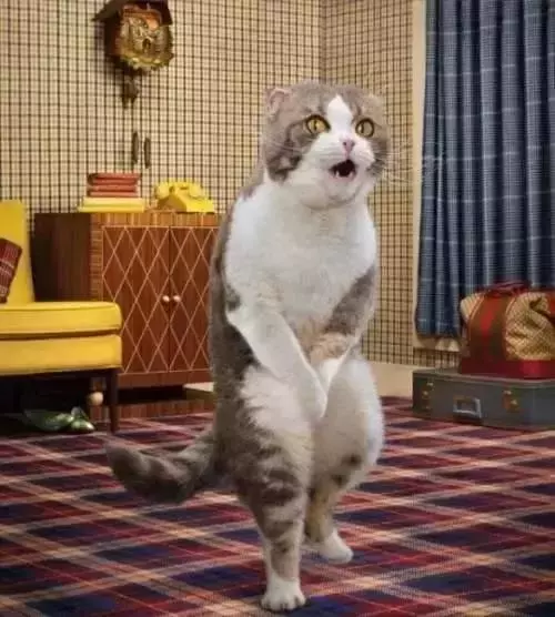 猞猁被飼養員做絕育後,整日生無可戀靠吃喝消愁,體重飆升成為大橘貓!