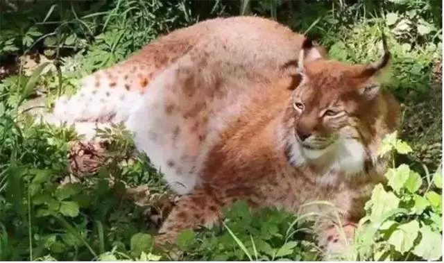 猞猁被飼養員做絕育後,整日生無可戀靠吃喝消愁,體重飆升成為大橘貓!