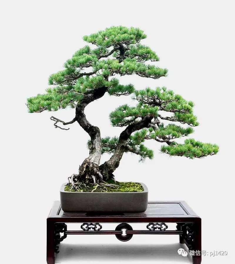 一盆鴛鴦樹,情深度百年