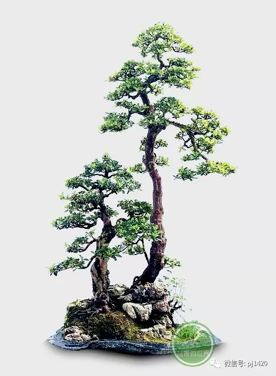 一盆鴛鴦樹,情深度百年