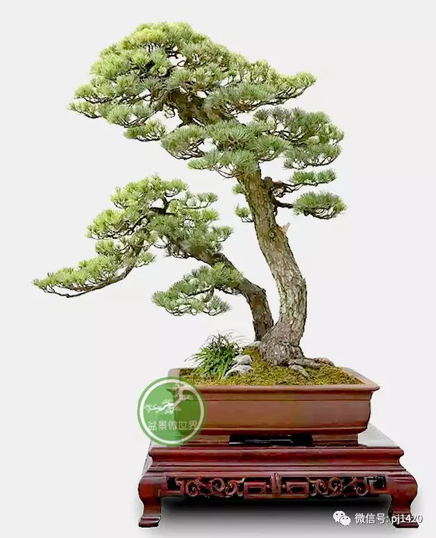 一盆鴛鴦樹,情深度百年