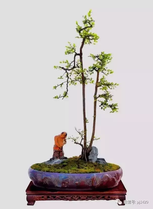 一盆鴛鴦樹,情深度百年