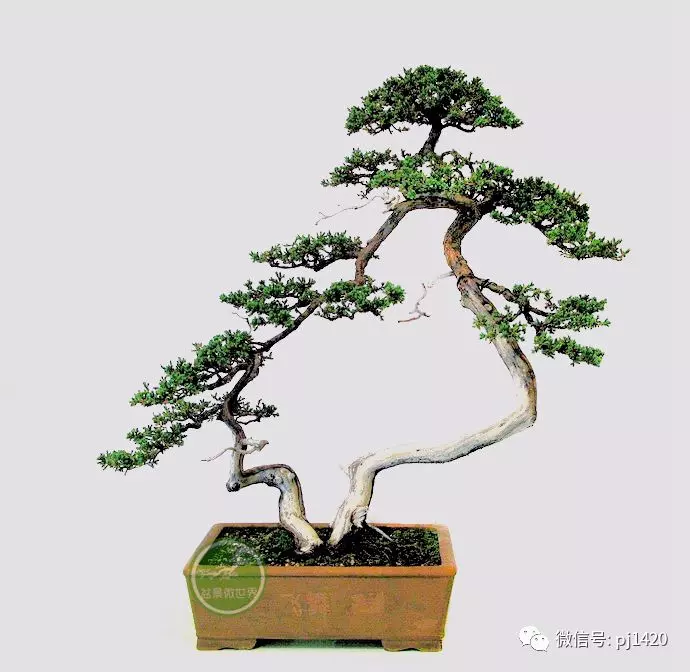 一盆鴛鴦樹,情深度百年