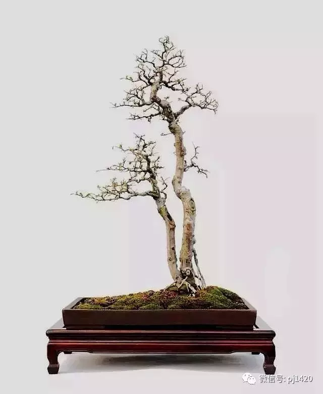 一盆鴛鴦樹,情深度百年