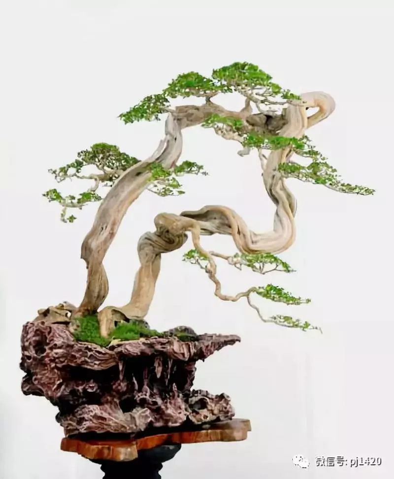 一盆鴛鴦樹,情深度百年