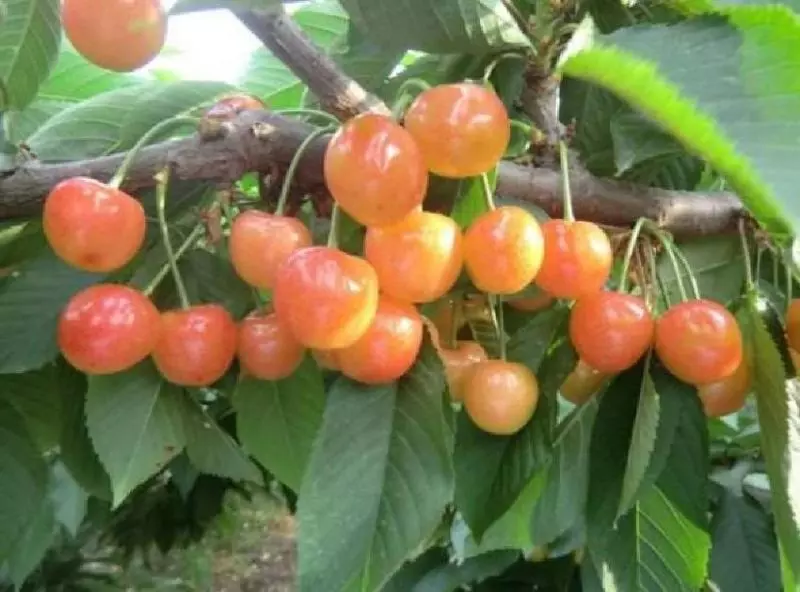 痛風疼的受不了?多吃【7種堿性水果】,嘌呤含量低,幫助人體排出尿酸,減少痛風的痛苦!