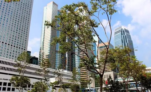 世界上最高的樹有多高?根本遮不住陽光,一天能喝1千斤水