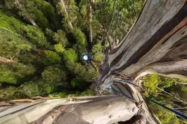世界上最高的樹有多高?根本遮不住陽光,一天能喝1千斤水