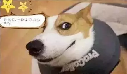 不要去惹以下5種「小心眼」狗狗,不理你事小,報復你才事大!