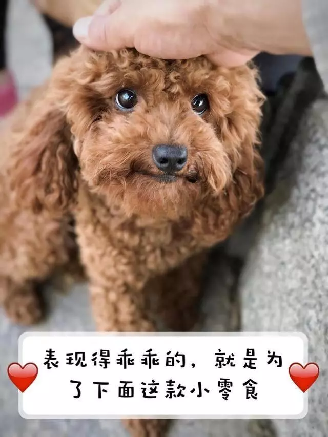 不要去惹以下5種「小心眼」狗狗,不理你事小,報復你才事大!
