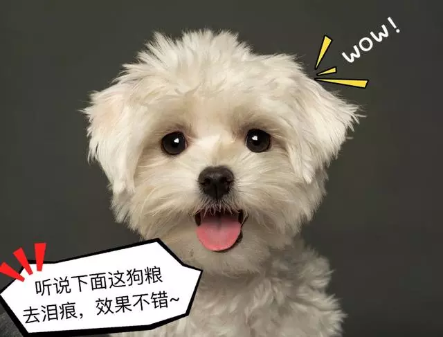 狗狗吃什麼可以去淚痕?這6種食物,效果槓槓的