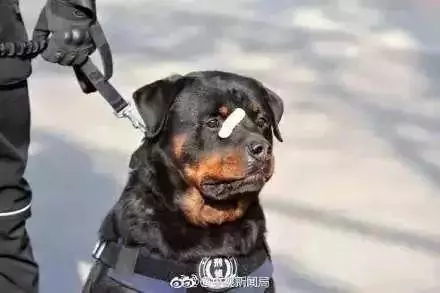 這隻走紅的「創可貼警犬」,原來早就在娛樂圈「出道」……
