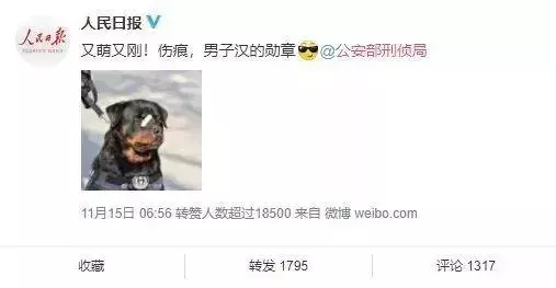 這隻走紅的「創可貼警犬」,原來早就在娛樂圈「出道」……
