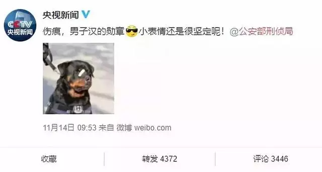 這隻走紅的「創可貼警犬」,原來早就在娛樂圈「出道」……