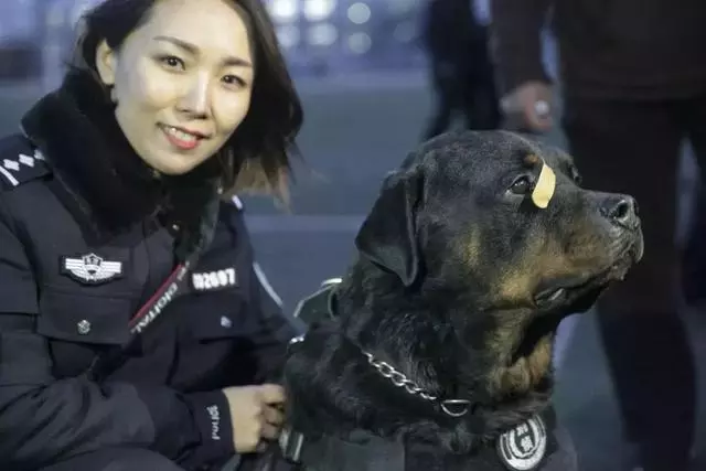 這隻走紅的「創可貼警犬」,原來早就在娛樂圈「出道」……