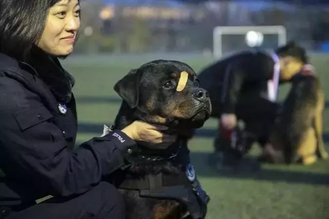 這隻走紅的「創可貼警犬」,原來早就在娛樂圈「出道」……