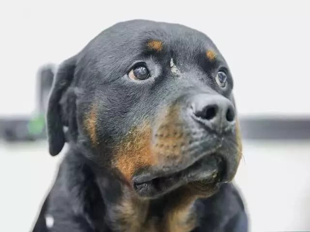 這隻走紅的「創可貼警犬」,原來早就在娛樂圈「出道」……