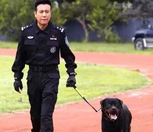 這隻走紅的「創可貼警犬」,原來早就在娛樂圈「出道」……