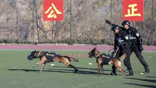 這隻走紅的「創可貼警犬」,原來早就在娛樂圈「出道」……
