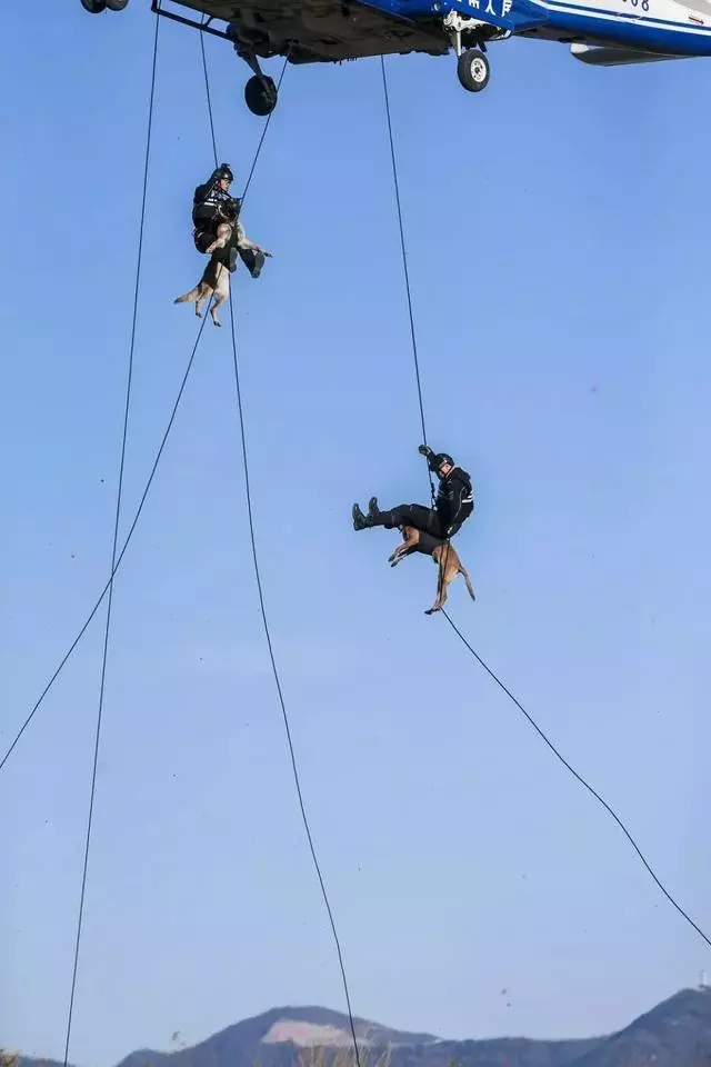 這隻走紅的「創可貼警犬」,原來早就在娛樂圈「出道」……