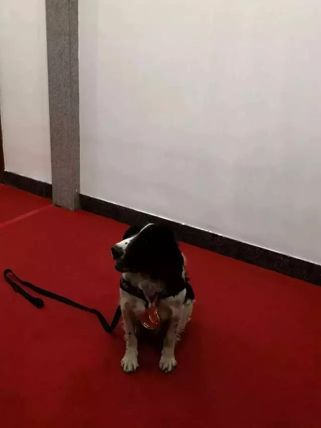 這隻走紅的「創可貼警犬」,原來早就在娛樂圈「出道」……