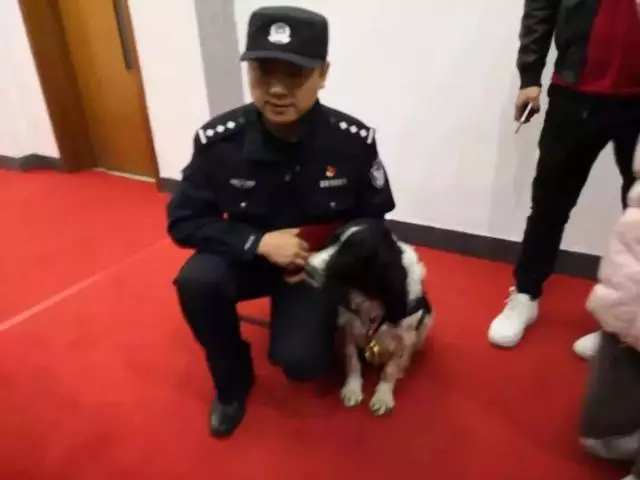 這隻走紅的「創可貼警犬」,原來早就在娛樂圈「出道」……