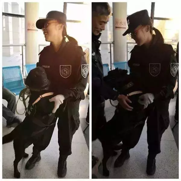 這隻走紅的「創可貼警犬」,原來早就在娛樂圈「出道」……