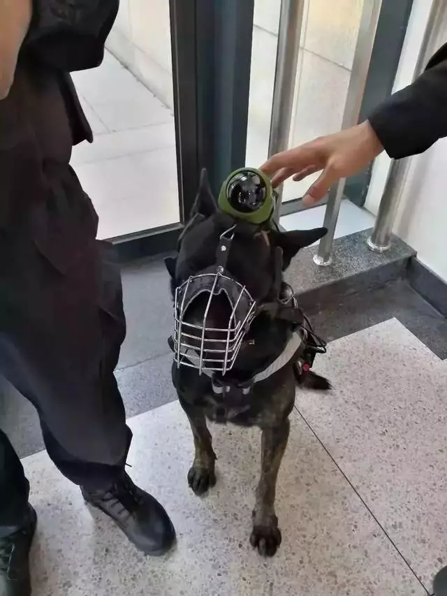 這隻走紅的「創可貼警犬」,原來早就在娛樂圈「出道」……