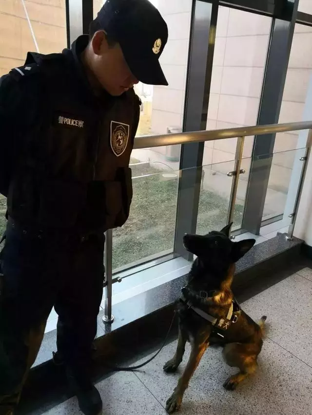 這隻走紅的「創可貼警犬」,原來早就在娛樂圈「出道」……