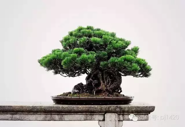 能稱得上盆景,修剪才是關鍵。