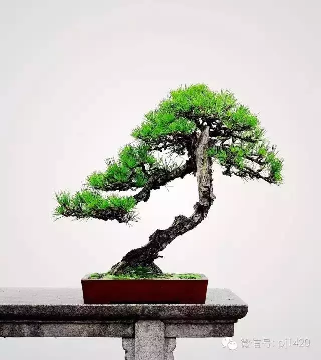 能稱得上盆景,修剪才是關鍵。