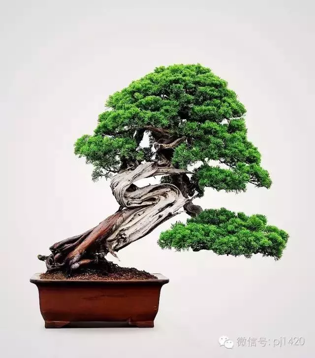 能稱得上盆景,修剪才是關鍵。