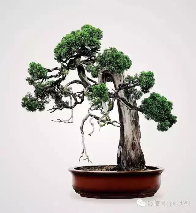 能稱得上盆景,修剪才是關鍵。