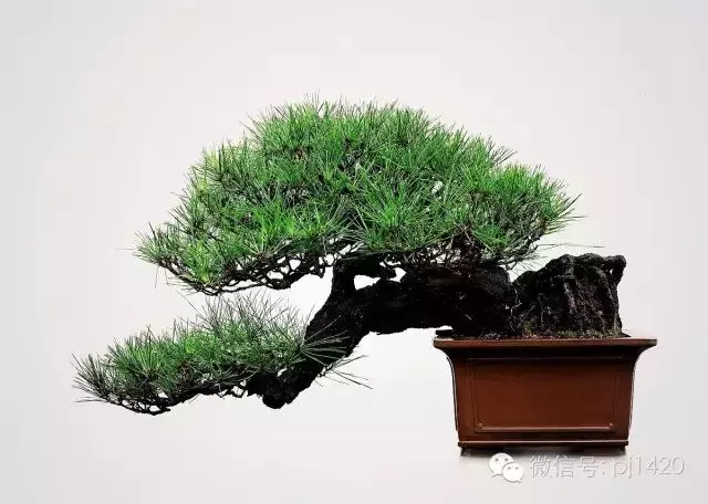 能稱得上盆景,修剪才是關鍵。