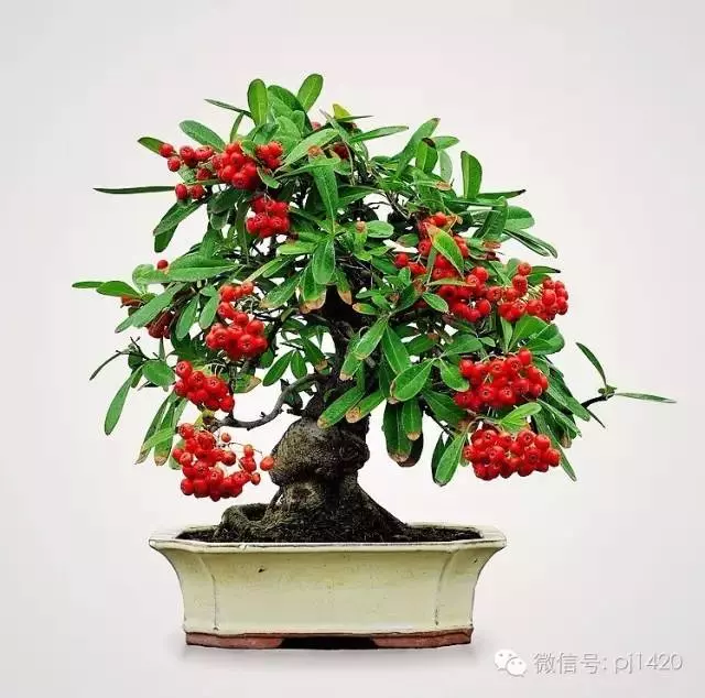 能稱得上盆景,修剪才是關鍵。
