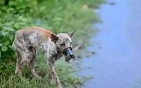 狗狗變成流浪狗:不愛我就算了,為什麼要把我嘴巴封上