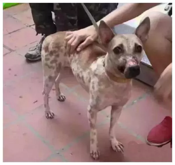 狗狗變成流浪狗:不愛我就算了,為什麼要把我嘴巴封上