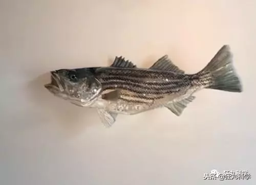 現實中的透視外掛:美國藝術家用垃圾做的名畫,騙過你的雙眼