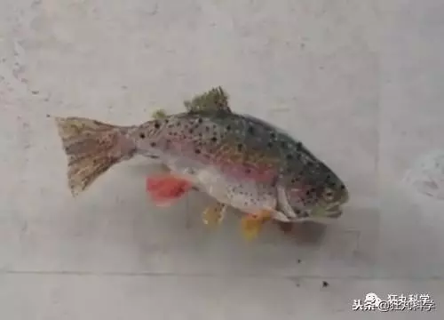 現實中的透視外掛:美國藝術家用垃圾做的名畫,騙過你的雙眼