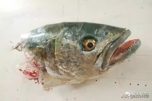 現實中的透視外掛:美國藝術家用垃圾做的名畫,騙過你的雙眼