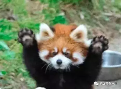 用小拳拳捶屎你!小熊貓打架要不要這麼奶萌啊!
