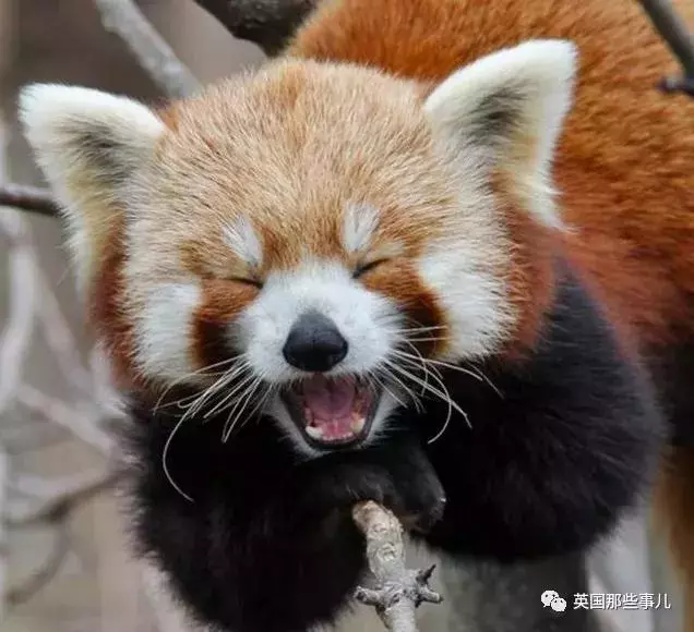 用小拳拳捶屎你!小熊貓打架要不要這麼奶萌啊!