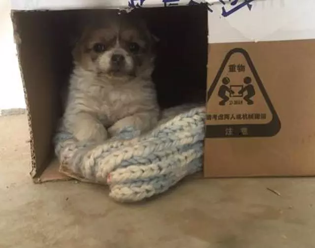 寒冷夜裡小流浪狗快被凍僵!浪汪去熱飲店取暖被嫌棄,接下來狗狗卻撞大運了!