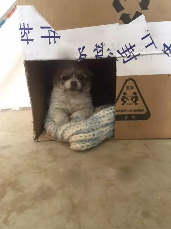 寒冷夜裡小流浪狗快被凍僵!浪汪去熱飲店取暖被嫌棄,接下來狗狗卻撞大運了!