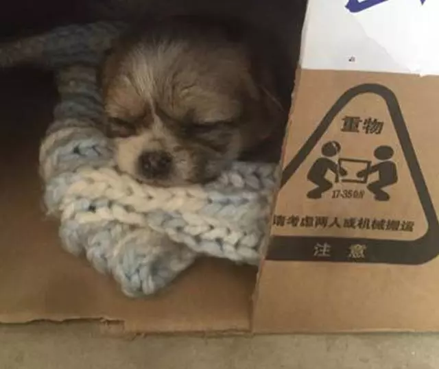 寒冷夜裡小流浪狗快被凍僵!浪汪去熱飲店取暖被嫌棄,接下來狗狗卻撞大運了!