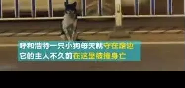 主人被車撞意外離開世界,那只在馬路苦等主人80多天的小狗,終於被領養!
